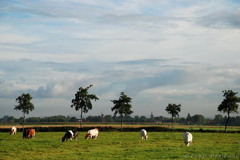 ENE-20070926-0000.jpg - [nl] Korte Ommerenwal, Ommeren Koeien in weiland[en] Korte Ommerenwal, Ommeren Cows in meadow